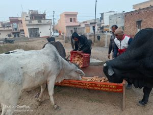 Panipat News/Kanha Cow Protection Treatment and Welfare Institute Samalkha (Panipat)