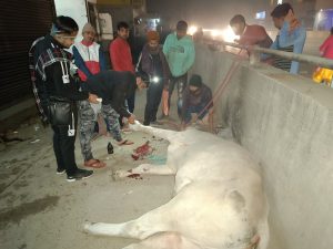 Panipat News/Kanha Cow Protection Treatment and Welfare Institute Samalkha (Panipat)