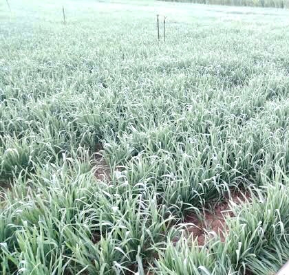 Farmers started worrying about crop failure due to frost