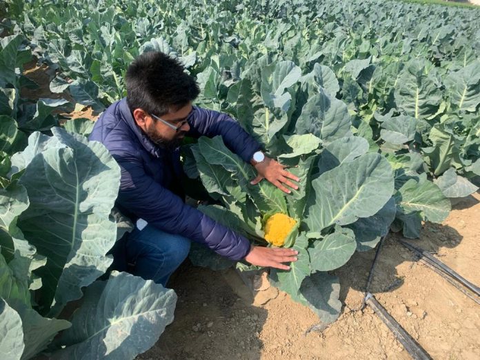 Colorful cauliflower will be helpful in preventing serious diseases