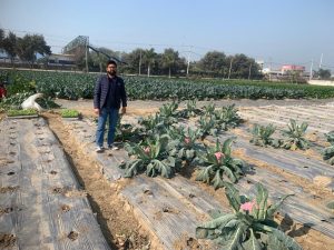 Colorful cauliflower will be helpful in preventing serious diseases