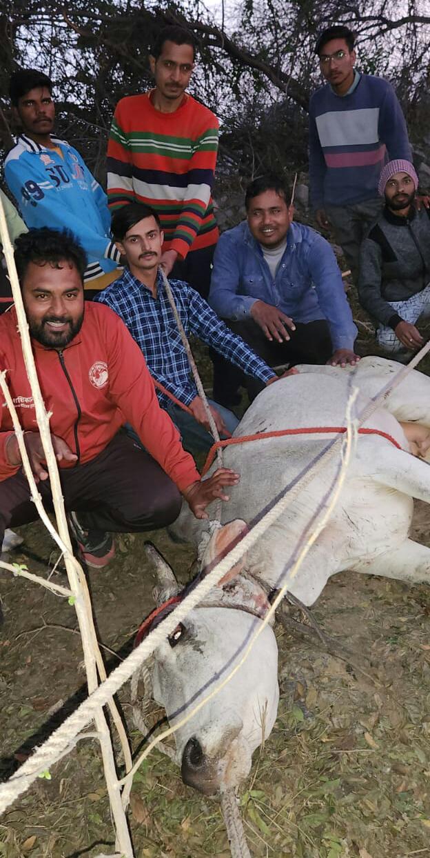 Panipat News/Gau sevaks saved the life of cow