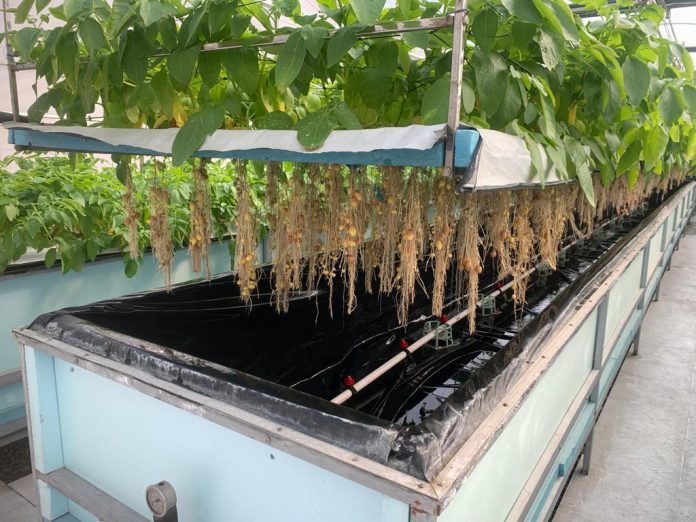 Potatoes will now grow in the air with aeroponic technology