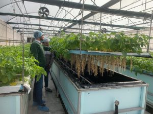 Potatoes will now grow in the air with aeroponic technology