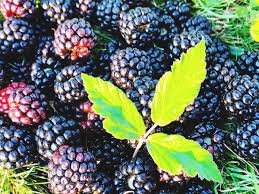 Benefits Of Eating Mulberry