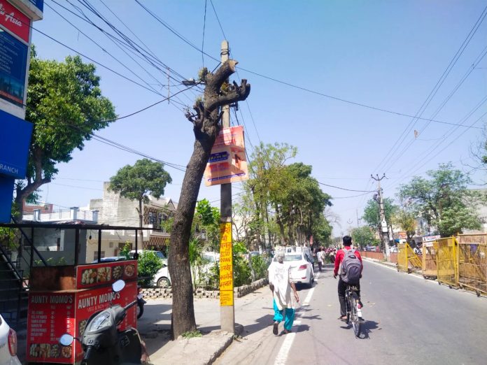 Greenery is being targeted on the pretext of electric wires