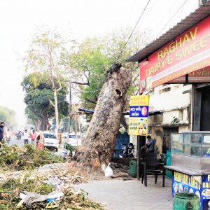 Greenery is being targeted on the pretext of electric wires