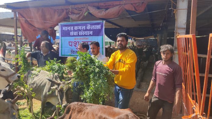 Distribution of green fodder to cows