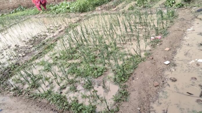 Damage to crops due to rain