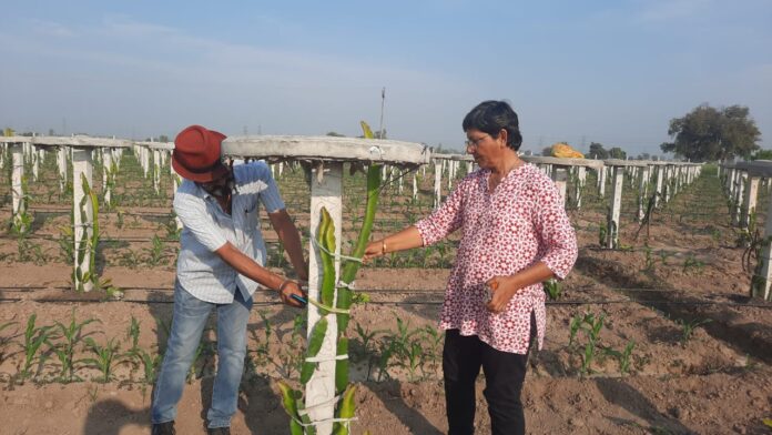 Golden future for farmers in dragon fruit cultivation - Female farmer Poonam