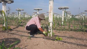 Golden future for farmers in dragon fruit cultivation - Female farmer Poonam