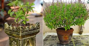 Vastu Shastra: In which direction to plant Tulsi plant