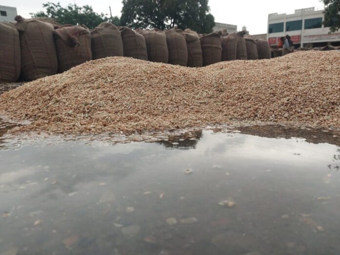 It rained in Karnal due to which the wheat lying in the farmers' grain market got wet.