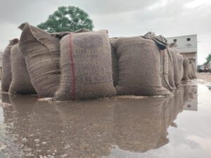 It rained in Karnal due to which the wheat lying in the farmers' grain market got wet