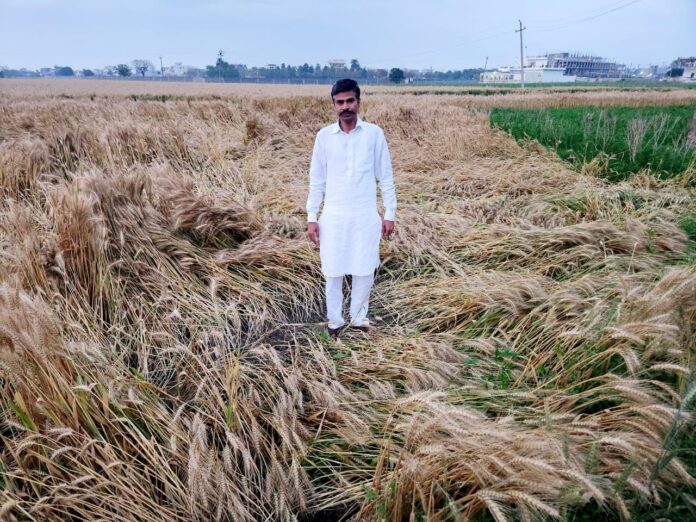 The government should soon give compensation to farmers for bad crop: Bahadur Mehla