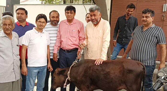 Panipat News/Destitute Cattle 