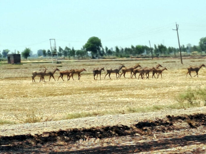 Panipat News/Nilgai Ka Khof