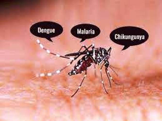 Panipat News/Dengue and Chikungunya Test Fix Rates 