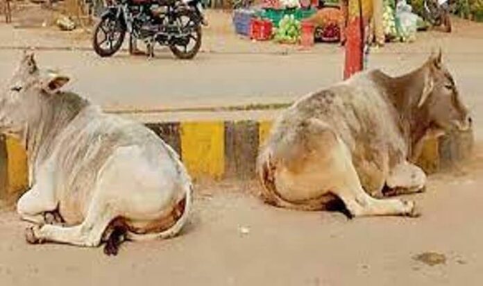 Panipat News/Problem of Stray Cattle