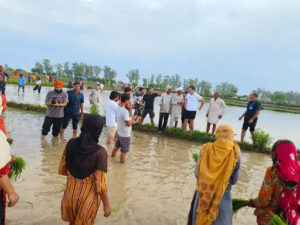 Rahul Gandhi Plants Paddy In Sonipat