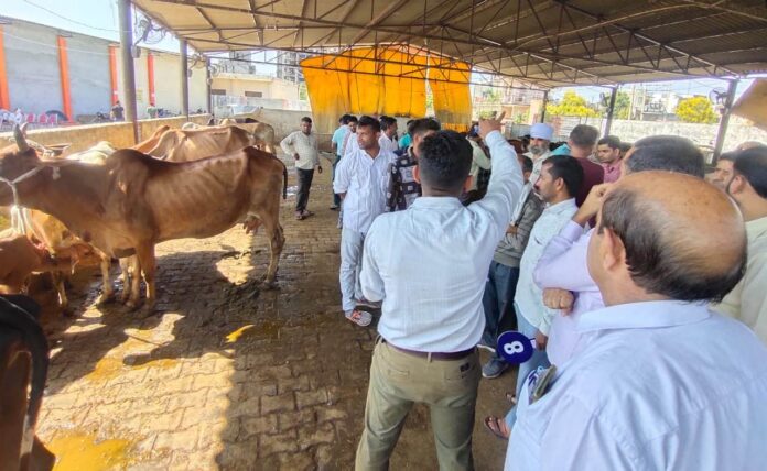 फूसगढ़ स्थित गौशाला में गायों की बोली की फाईल फोटो।