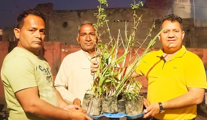 Green Man Assistant Professor Daljeet Kumar