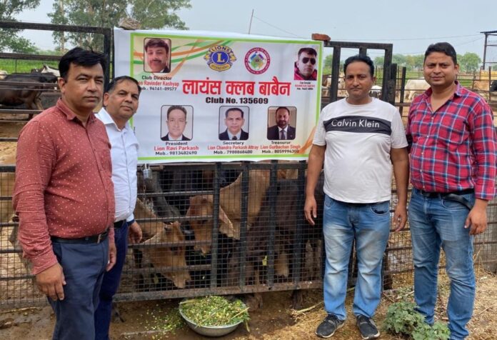Babain News : लायंस क्लब बाबैन ने गायों को हरा चारा खिलाकर किया संस्था के नए सत्र का किया शुभारंभ