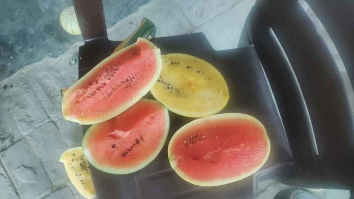 तरबूज को बिना काटे पता करें मीठा है या नहीं, इन बातों का रखें ध्यान