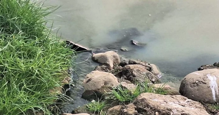 Polluted and smelly water of drain flowing into the pond