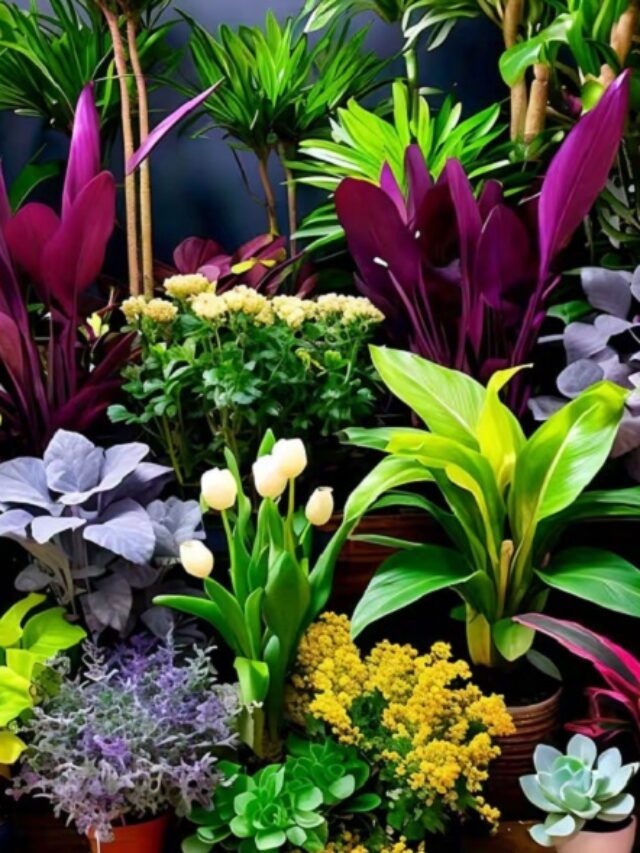 If you have planted these plants in your house, uproot them and throw them away immediately or else they will be ruined.