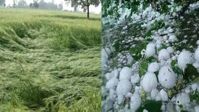 Haryana News: हरियाणा में बारिश-ओलावृष्टि से 51 हजार किसानों की फसल हुई खराब