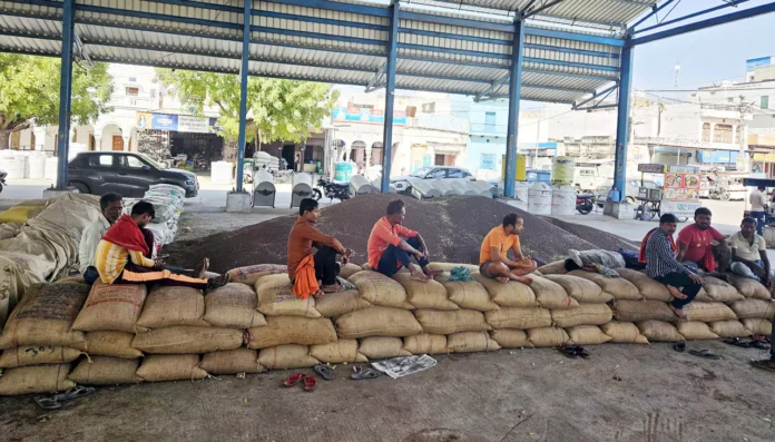 Bhiwani News : लोहारू, बहल, ढिगावा व जुई में करीब 58 हजार क्विंटल सरसों की आवक, लेकिन नहीं हो पा रही खरीद