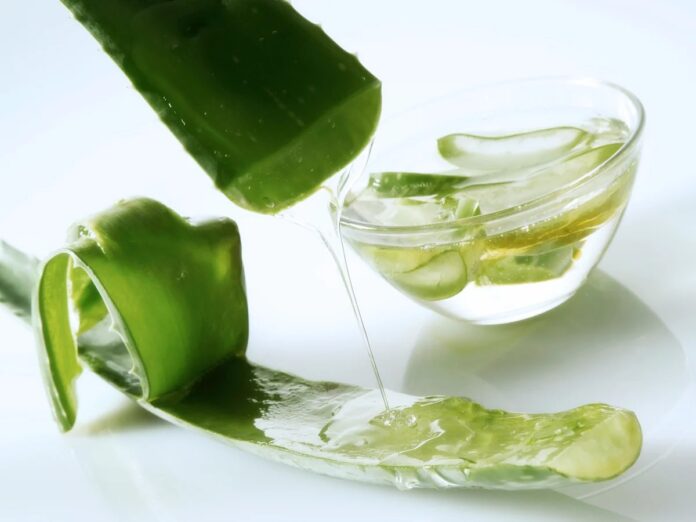 Aloe Vera for Hair