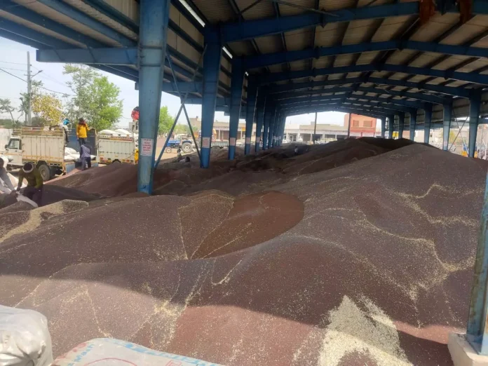 Mustard purchase in the grain market went on at a snail's pace, farmers are angry as only six hundred quintals were purchased