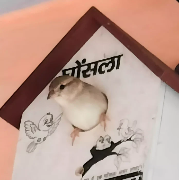 Nests installed under sparrow and bird conservation campaign