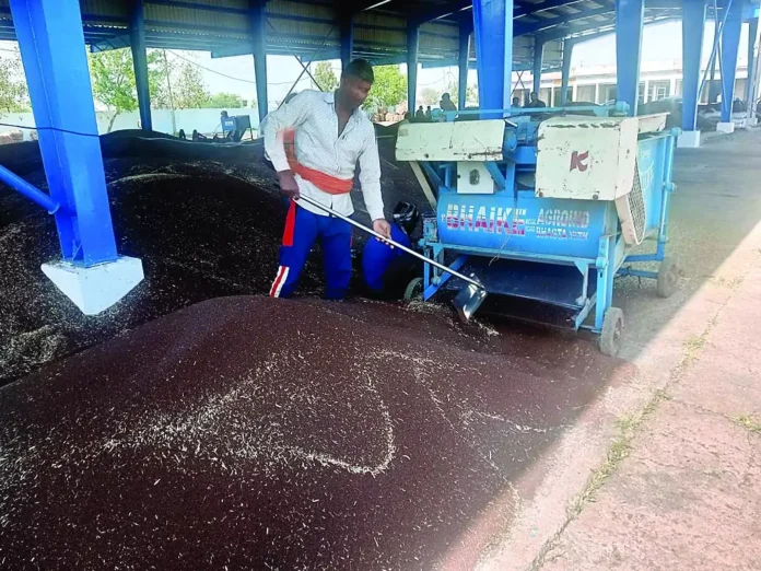 Preparations for wheat procurement are incomplete, how will procurement be possible