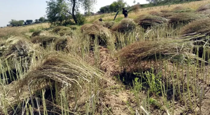 Bhiwani News : किसानों में फसल कटाई व निजी स्कूलों में दाखिलों के लिए मची भाग दौड़