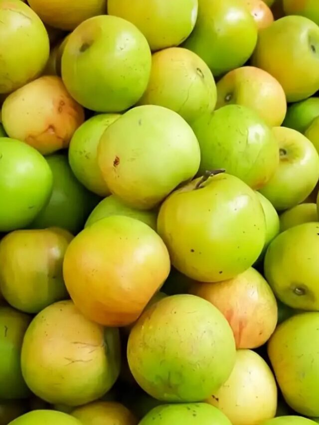Benefits Of jujube: ये छोटा सा फल देगा दमदार इम्यूनिटी, ग्लोइंग स्किन और मजबूत दिल