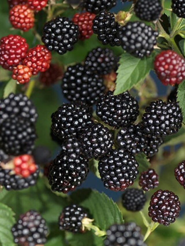 Benefits of Raspberries: मोटापे का दुश्मन...सेहत का दोस्त...रसभरी! ब्लड शुगर भी रखे कंट्रोल