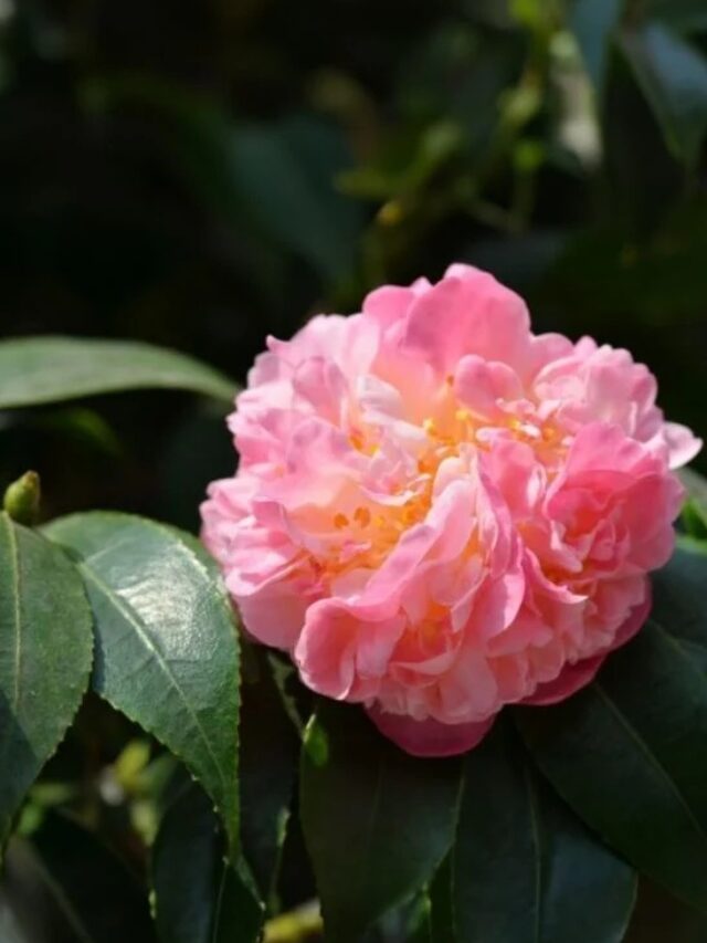 Top 5 Fragrant Flowers