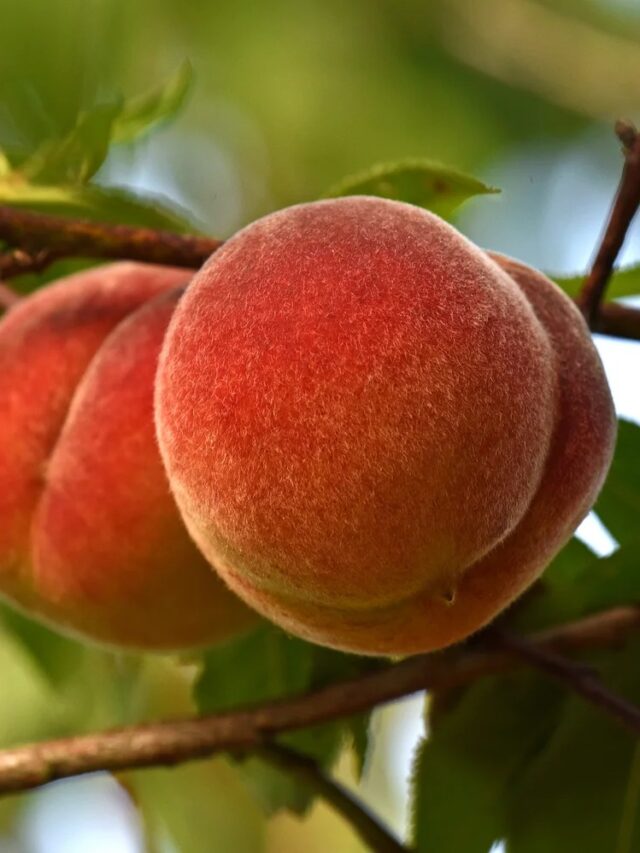 Benefits of Peach: आड़ू के ये जबरदस्त फायदे आपको कर देंगे हैरान