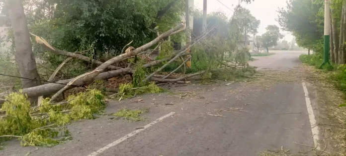 Jind News : परिवर्तनशील मौसम बना फसलों के लिए खतरा