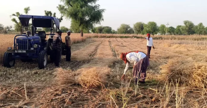 Farmers are worried due to change in weather, due to lack of labourers farmers along with their families are stuck in their fields