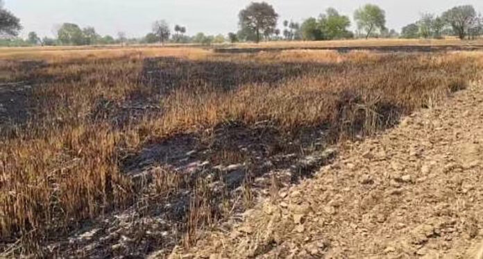 Hisar News : हिसार में 15 में गेहूं की फसल व अवशेष जलकर राख