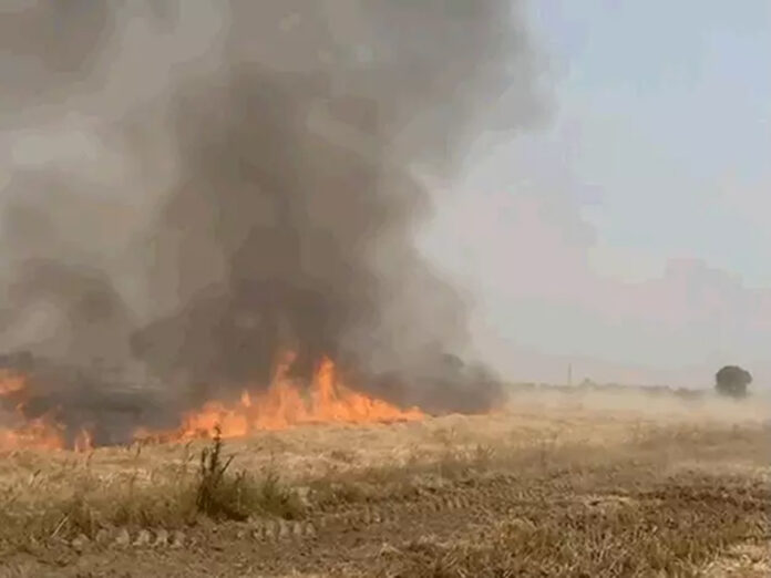 Sonipat News: सोनीपत में खेतों में खड़ी गेहूं की फसल जलकर राख