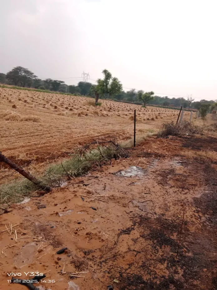 Fire brigade teams carried out rescue operations before the forest fire reached the fields