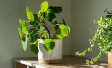 5 Plants Lizards Hate