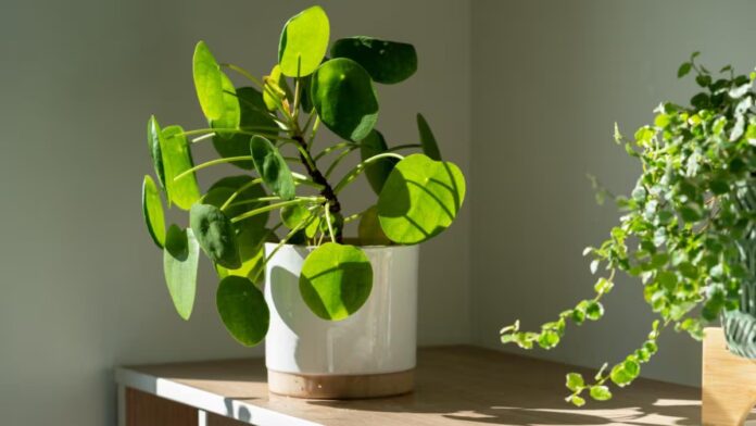 5 Plants Lizards Hate