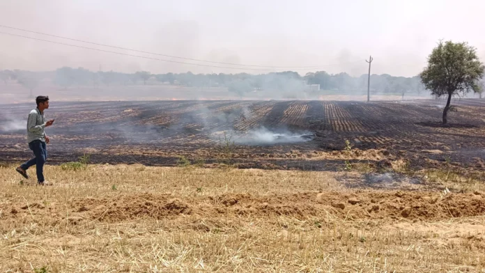 One acre of wheat crop in Bhandwa