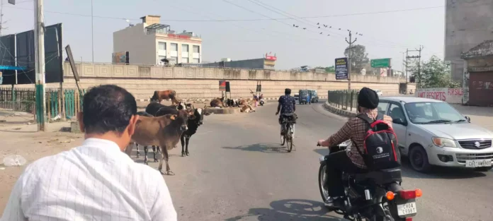 People are troubled by the stray animals roaming in herds on the city roads, the administration is sleeping like Kumbhakarna